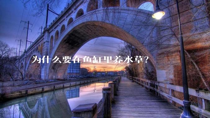为什么要在鱼缸里养水草？