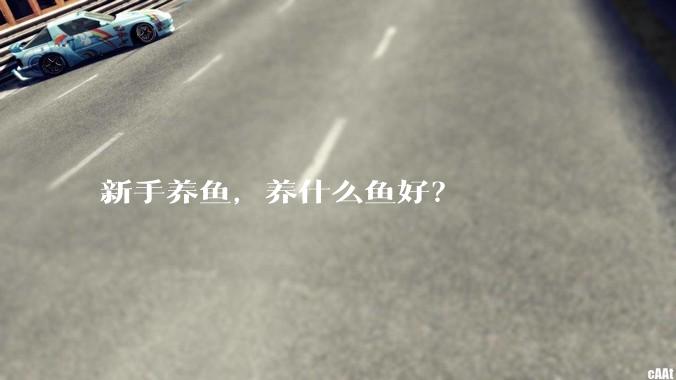 新手养鱼，养什么鱼好？